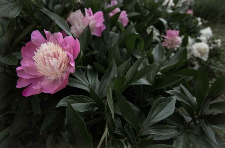 When Do Peonies Bloom