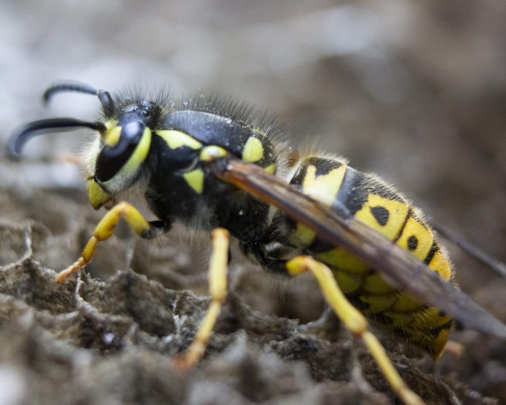 how to kill yellow jackets in ground